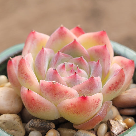 Echeveria elegans potosina 'Crystal(Rose)