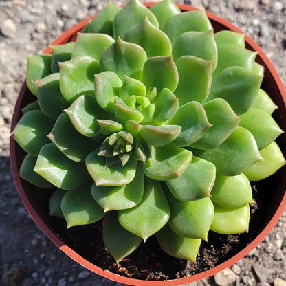 Echeveria 'Emerald Ripple'