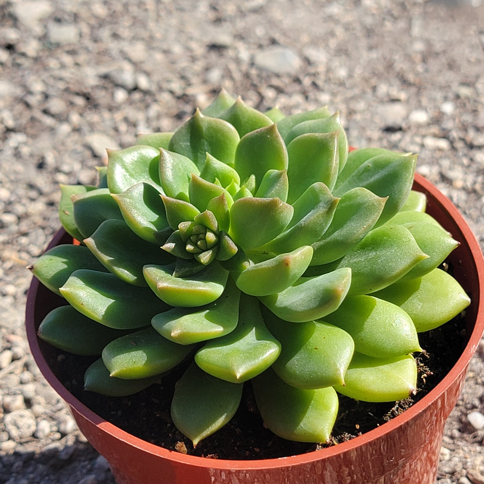 emerald succulent Echeveria 'Emerald Ripple'