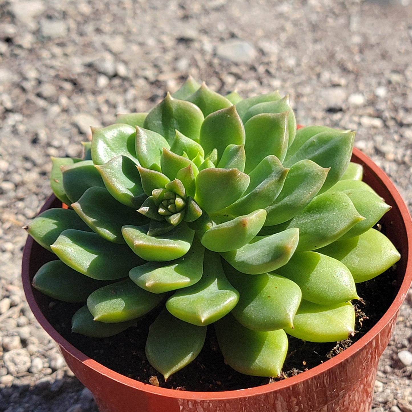 Echeveria 'Emerald Ripple'