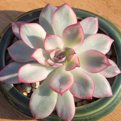 esther succulent Echeveria 'Esther' Var. – DesertScapeSucculent
