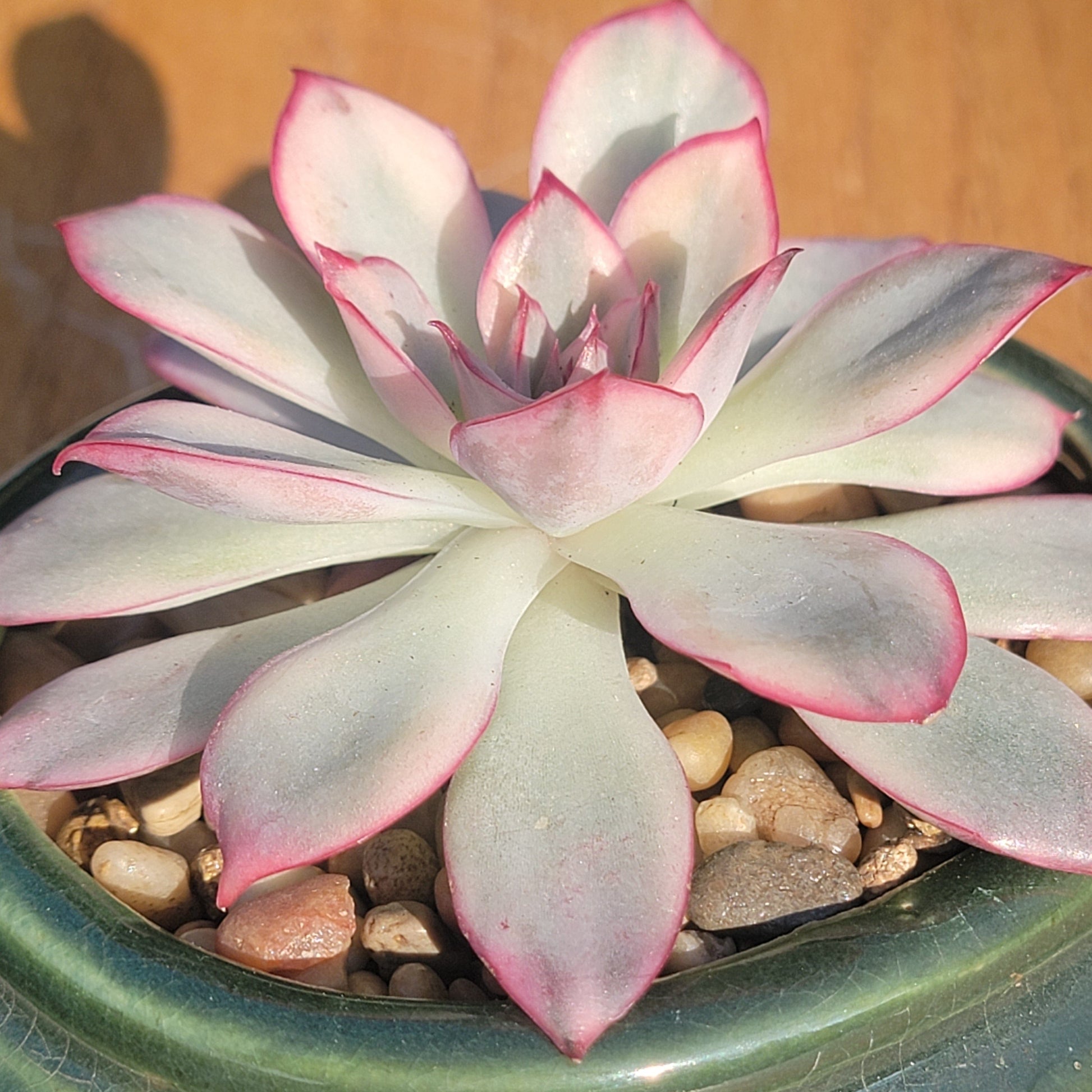 esther succulent Echeveria 'Esther' Var