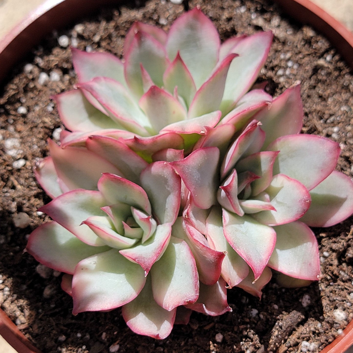 DesertScapeSucculent Succulent 4" Cluster A Echeveria 'Esther' Var.