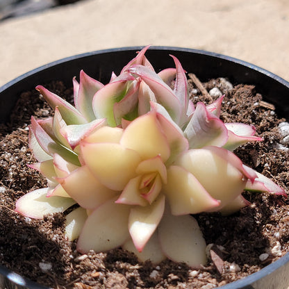 DesertScapeSucculent Succulent Echeveria 'Esther' Var.