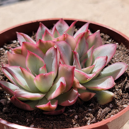 DesertScapeSucculent Succulent Echeveria 'Esther' Var.