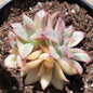 Echeveria 'Esther' Var. - 4 Inch Cluster B - Succulent - DesertScapeSucculent