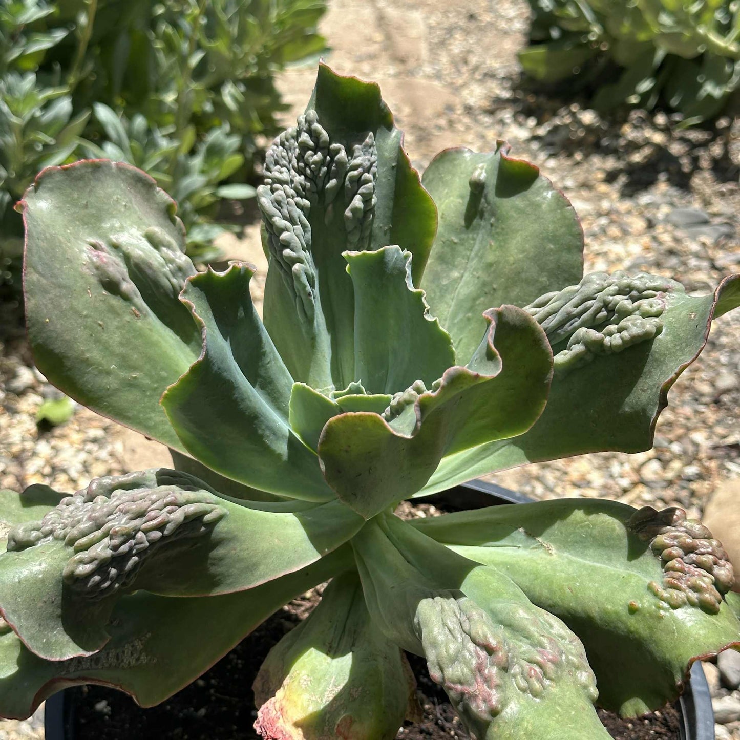 DesertScapeSucculent Succulent Echeveria 'Etna'