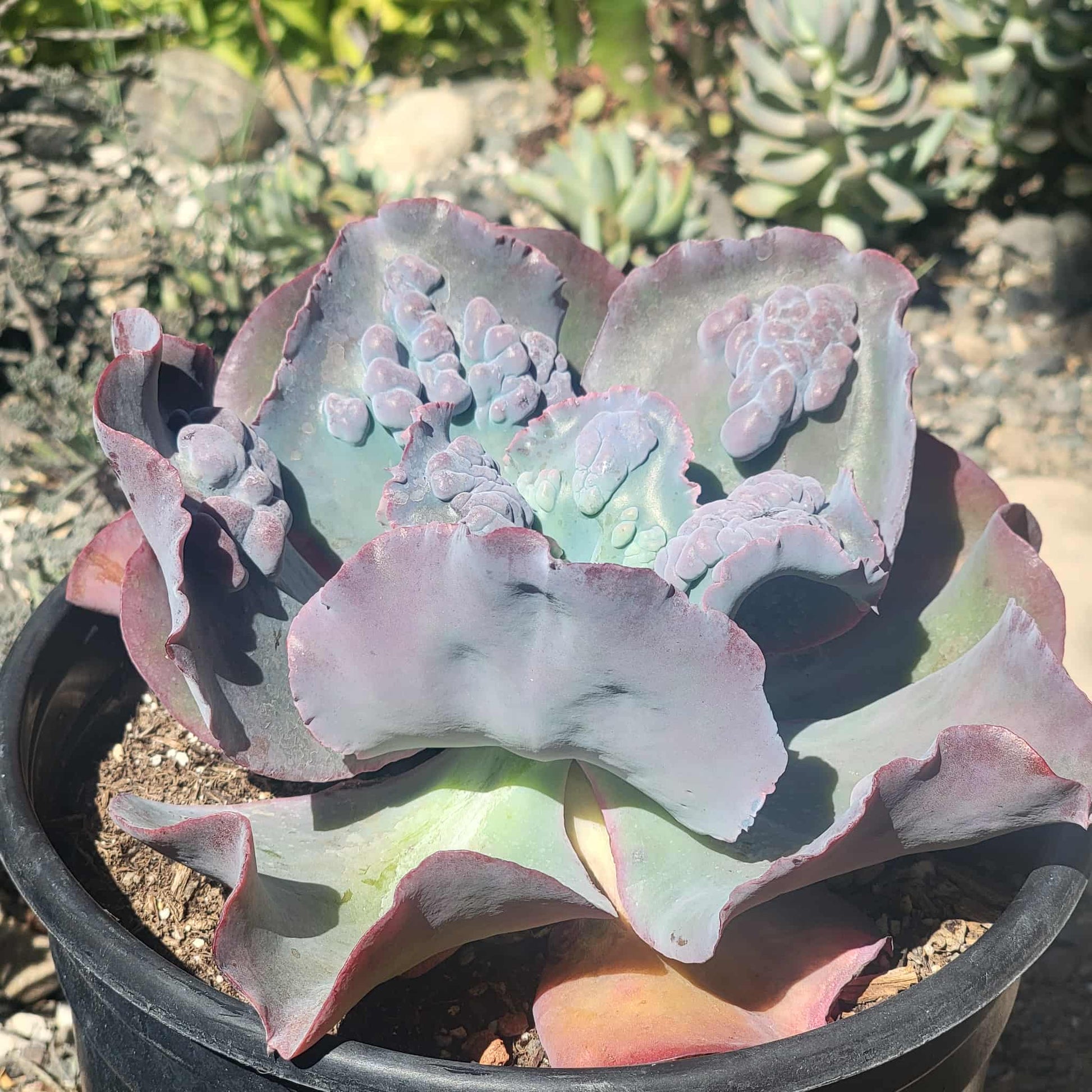 DesertScapeSucculent Succulent Echeveria 'Etna'