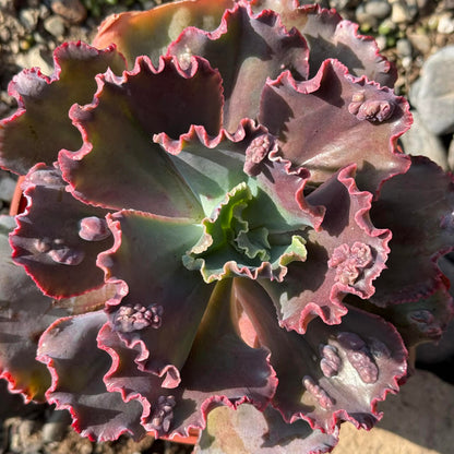 DesertScapeSucculent Succulent Echeveria 'Etna'