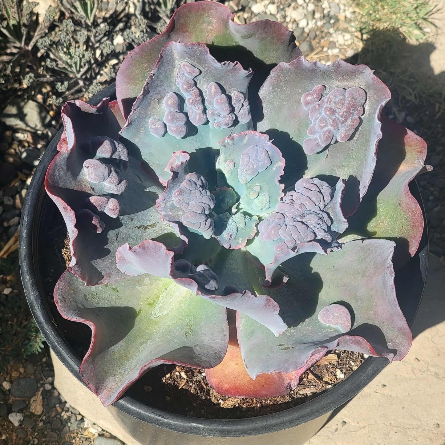 DesertScapeSucculent Succulent 3 Gal Assorted Echeveria 'Etna'