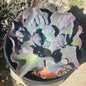 DesertScapeSucculent Succulent 3 Gal Assorted Echeveria 'Etna'