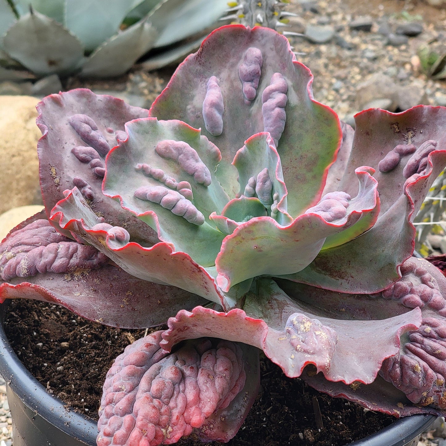 Echeveria 'Etna'