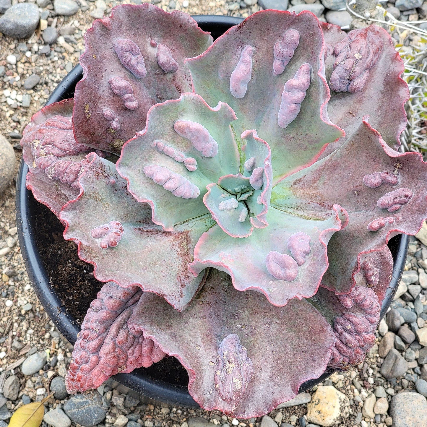 Echeveria 'Etna'