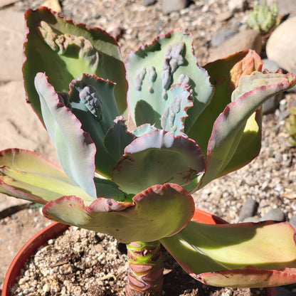 Echeveria 'Etna'