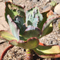 DesertScapeSucculent Succulent 8" Assorted Echeveria 'Etna'