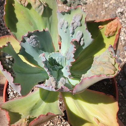 Echeveria 'Etna'