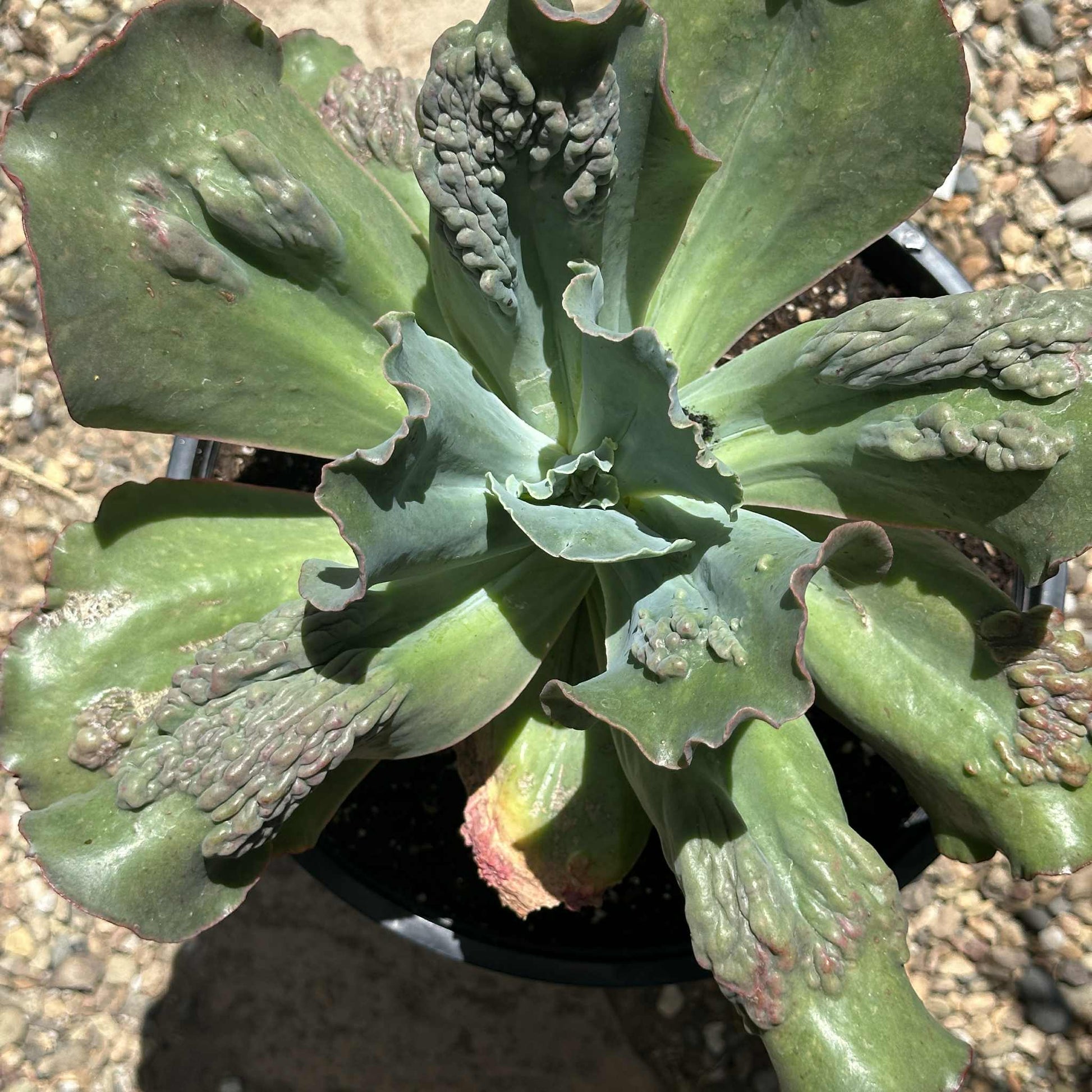 DesertScapeSucculent Succulent 5 Gal Assorted Echeveria 'Etna'