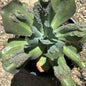 DesertScapeSucculent Succulent 5 Gal Assorted Echeveria 'Etna'