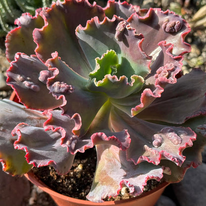 DesertScapeSucculent Succulent 6 Inch Echeveria 'Etna'
