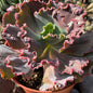 DesertScapeSucculent Succulent 6 Inch Echeveria 'Etna'