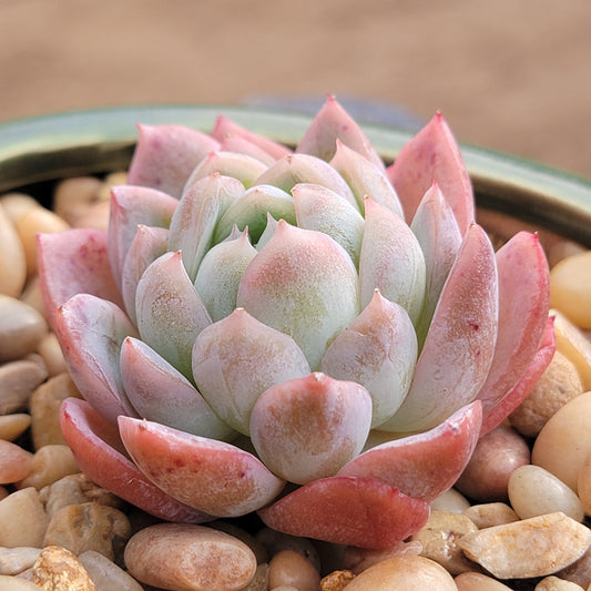 Echeveria 'Eungabi'