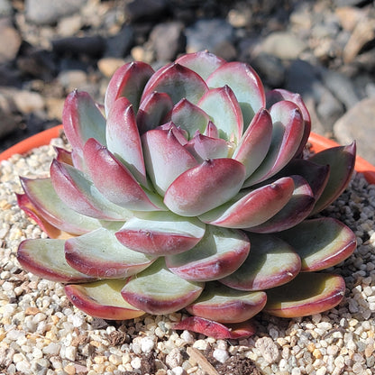 Echeveria Eyeline Choco