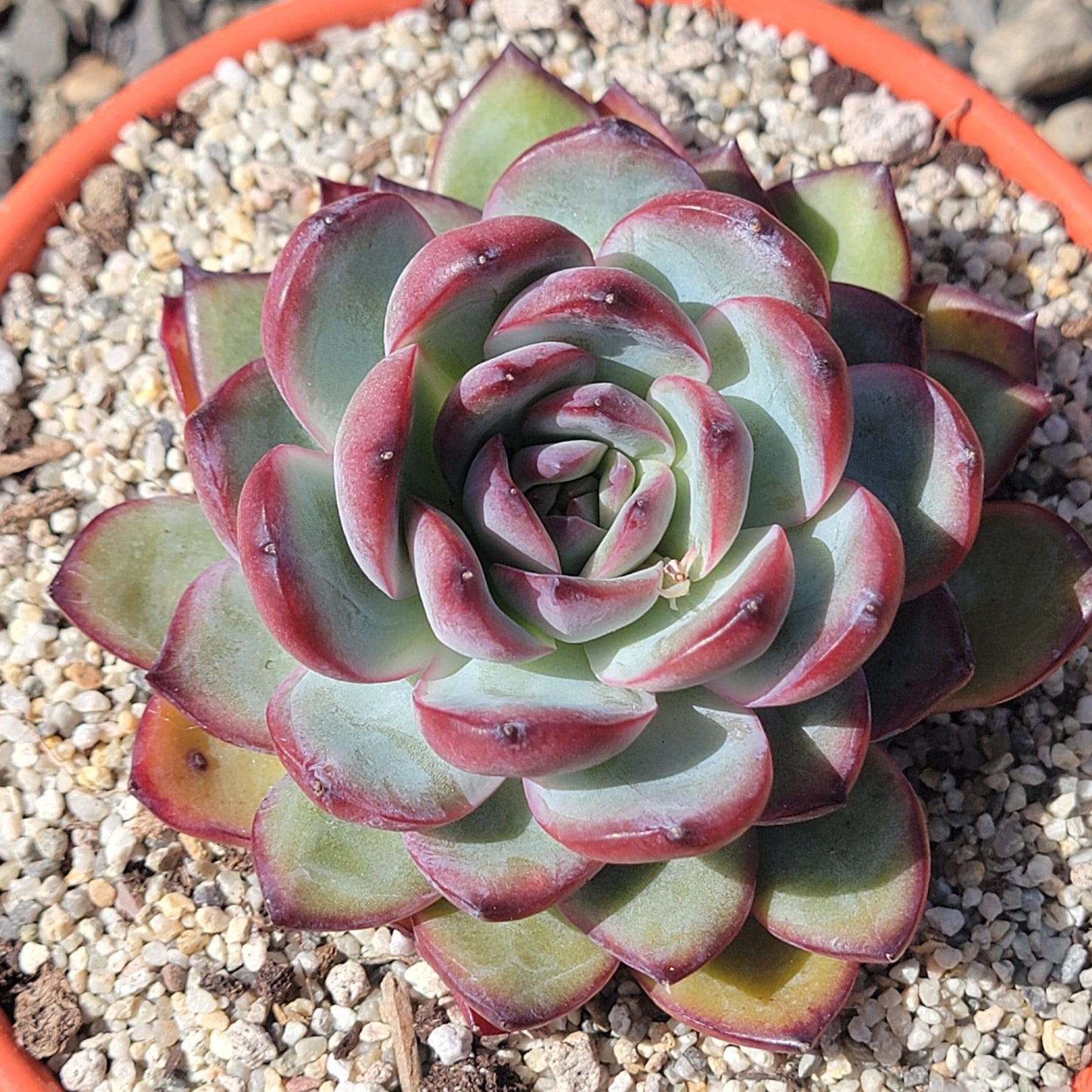 Echeveria Eyeline Choco