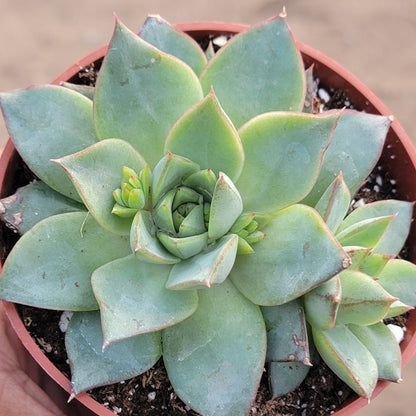 Echeveria 'Fabiola'