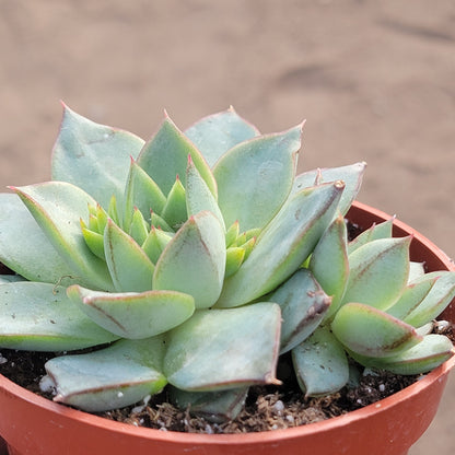 Echeveria 'Fabiola'