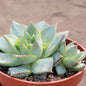 Echeveria 'Fabiola' - 4 Inch Assorted - Succulent - DesertScapeSucculent