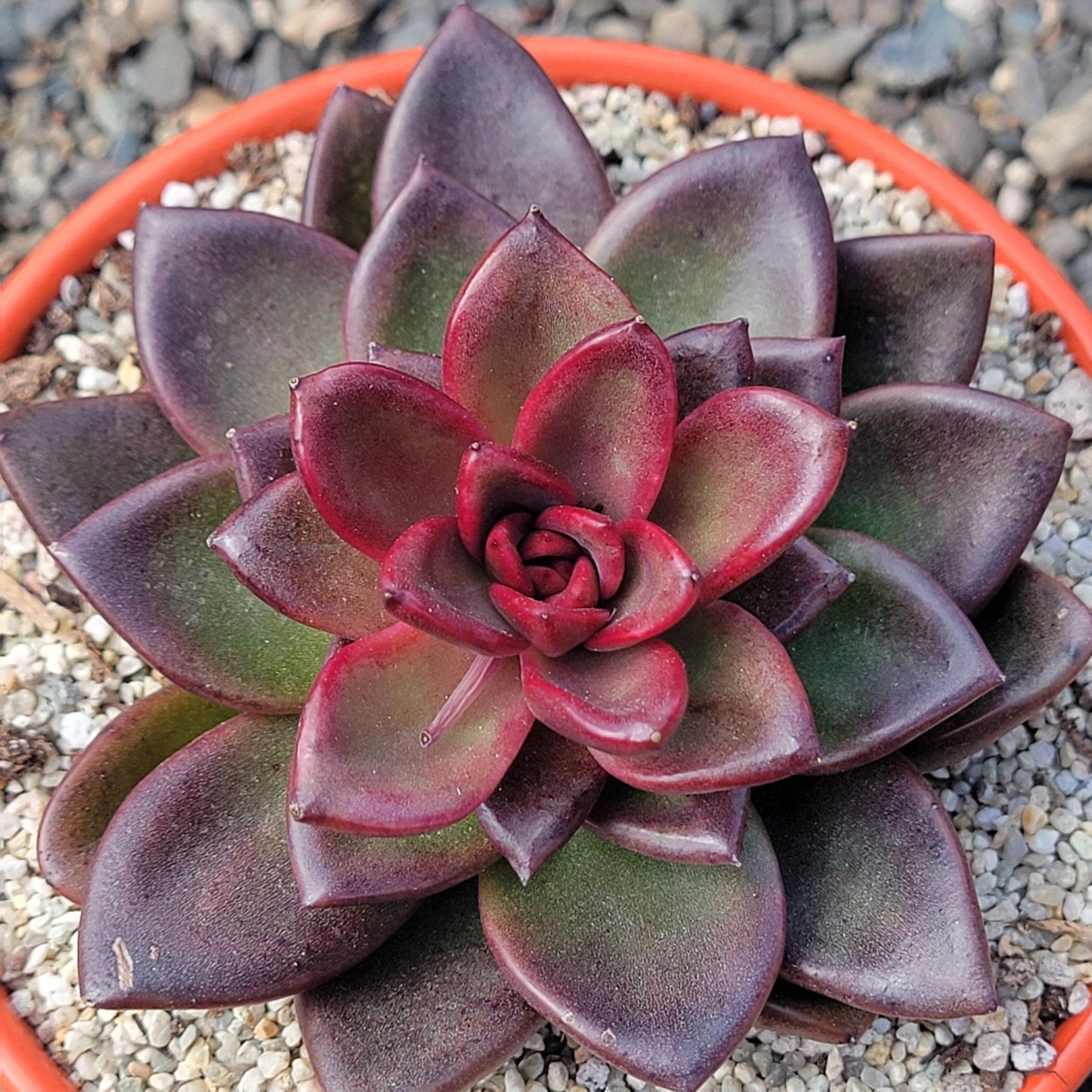 Echeveria 'Fine Rose'