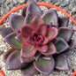 Echeveria 'Fine Rose' - 6 Inch Assorted - Succulent - DesertScapeSucculent