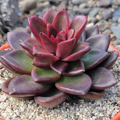 Echeveria 'Fine Rose'