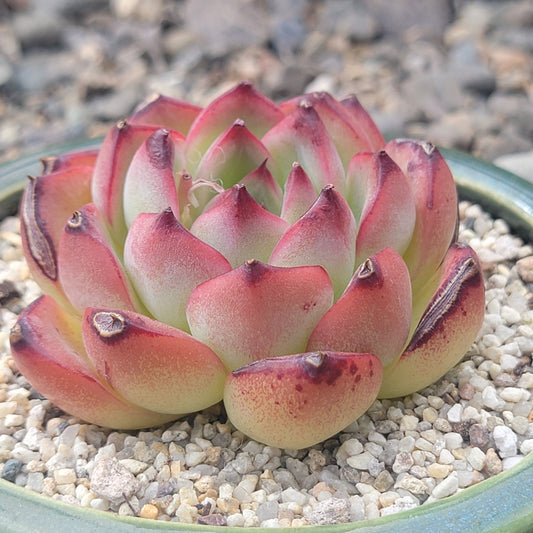 Echeveria 'Fire Pillar'