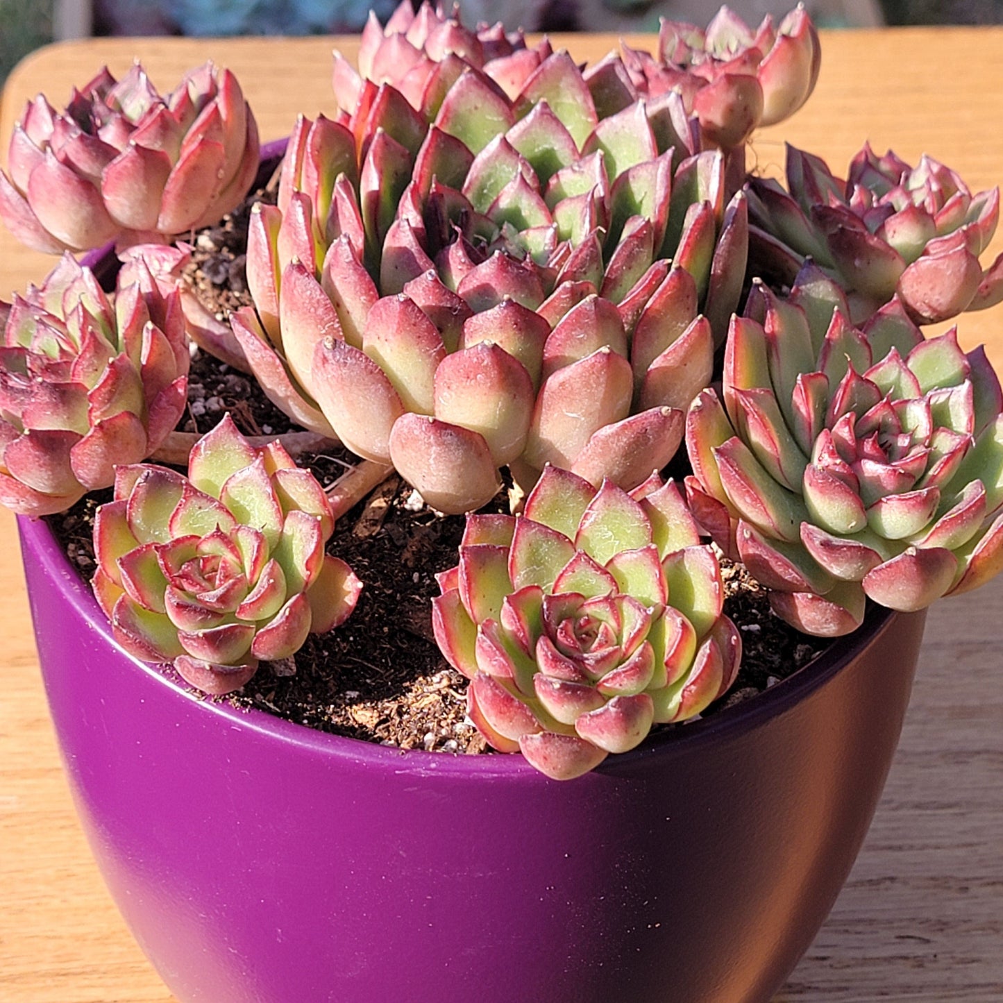 flyleaf succulents Echeveria 'firefly' – DesertScapeSucculent
