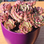 Echeveria 'firefly' - 6 Inch Assorted - Succulent - DesertScapeSucculent