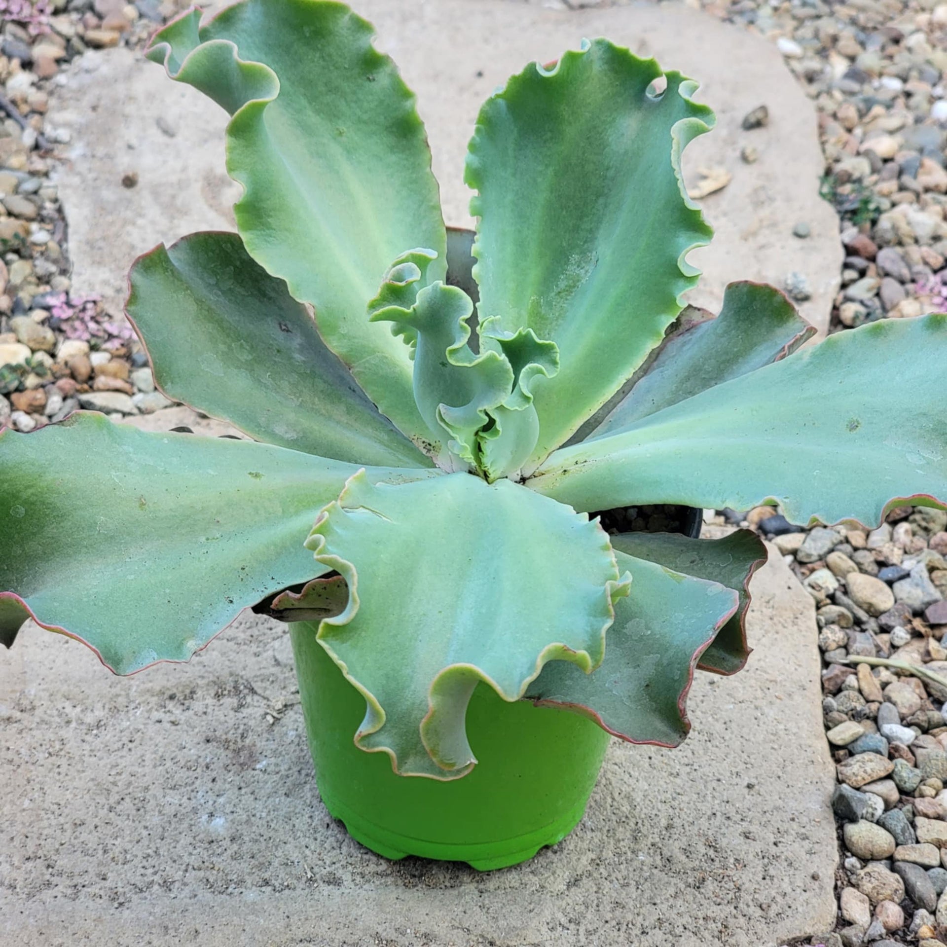 first lady succulent Echeveria 'First Lady'