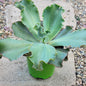 Echeveria 'First Lady' - 4 Inch Assorted - Succulent - DesertScapeSucculent