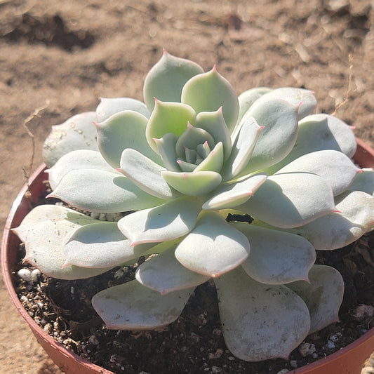 Echeveria 'Fleur Blanc'