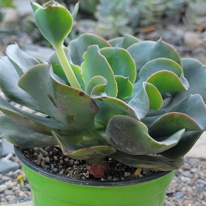 Echeveria 'Galaxy Blue' - 4 Inch Assorted - Succulent - DesertScapeSucculent