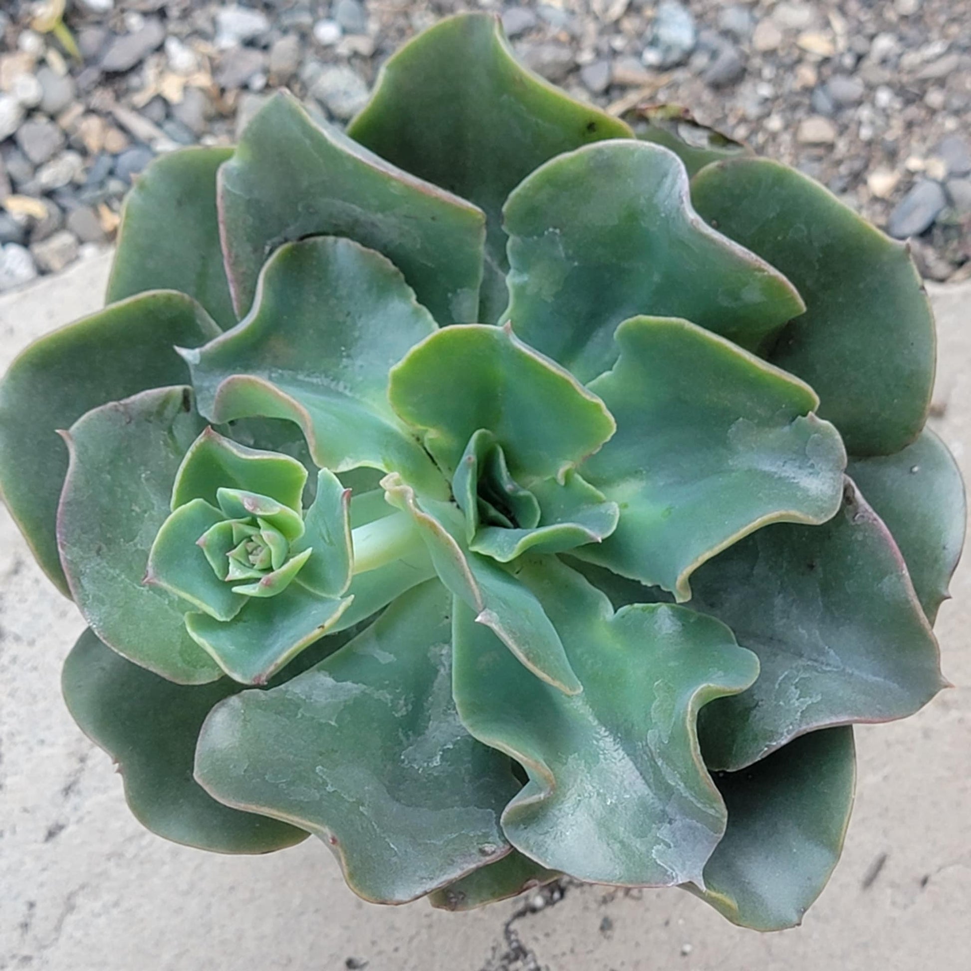 Echeveria 'Galaxy Blue' - 4 Inch Assorted - Succulent - DesertScapeSucculent