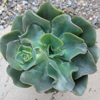 Echeveria 'Galaxy Blue' - 4 Inch Assorted - Succulent - DesertScapeSucculent