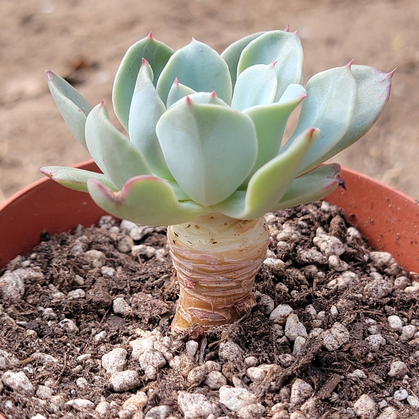 Echeveria 'Galaxy Blue'