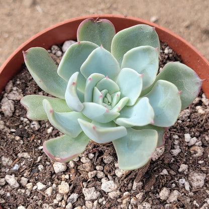 Echeveria 'Galaxy Blue'