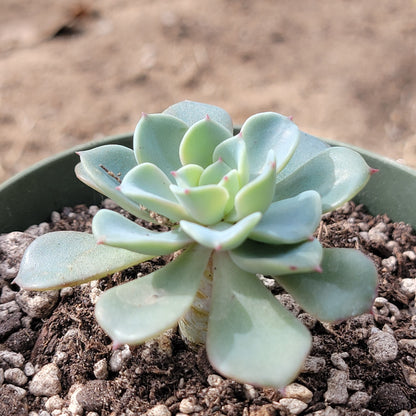 Echeveria 'Galaxy Blue'