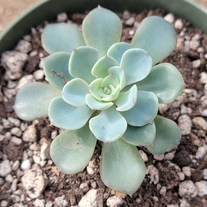 Echeveria 'Galaxy Blue'