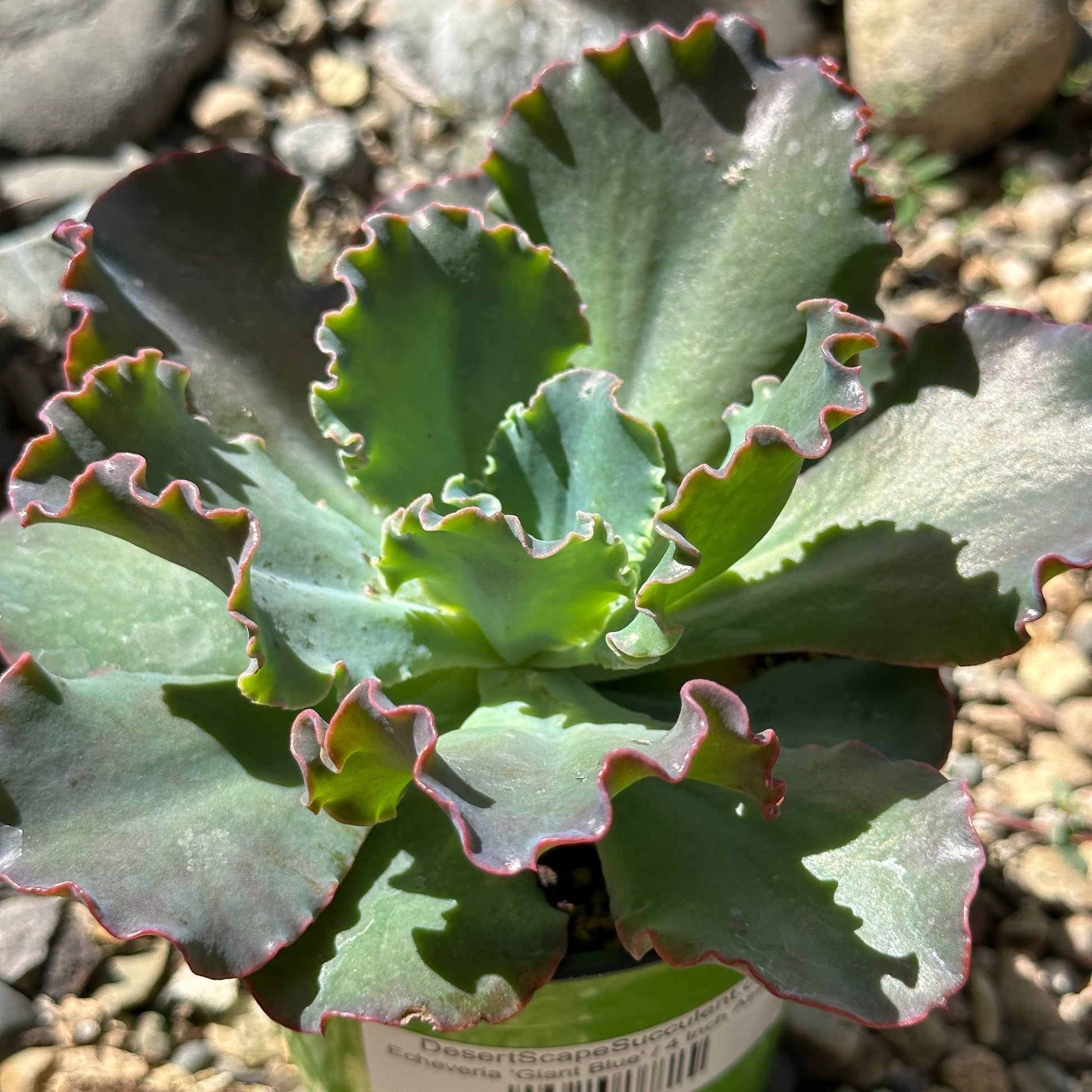 giant blue succulent Echeveria 'Giant Blue'