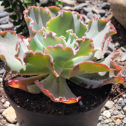 Echeveria 'Giant Blue'