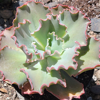 Echeveria 'Giant Blue'