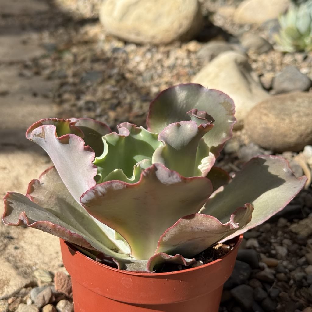 succulents with ruffles Echeveria 'Giant Ruffles'